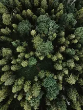 Woods
