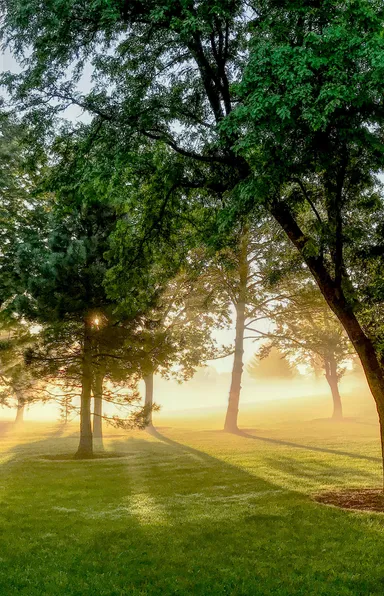 Woods